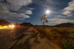 Wildfire threatens Joshua trees in area considered a 'last refuge' for the species