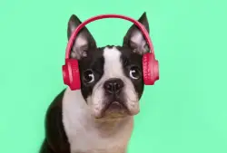 Some animals seem to appreciate music. What does that mean for human evolution?